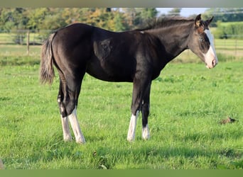 American Quarter Horse, Hengst, Fohlen (05/2025), 150 cm, Dunkelbrauner
