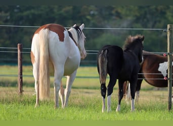 American Quarter Horse, Hengst, Fohlen (05/2025), 150 cm, Dunkelbrauner