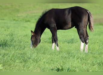 American Quarter Horse, Hengst, Fohlen (05/2025), 150 cm, Dunkelbrauner