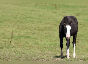 American Quarter Horse, Hengst, Fohlen (05/2025), 150 cm, Dunkelbrauner