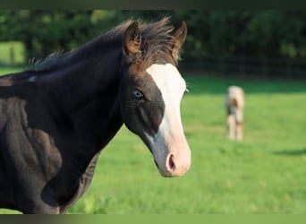 American Quarter Horse, Hengst, Fohlen (05/2025), 150 cm, Dunkelbrauner