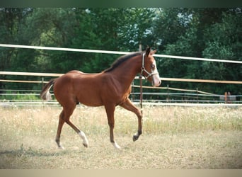 American Quarter Horse, Hengst, Fohlen (04/2026), 150 cm, Dunkelbrauner