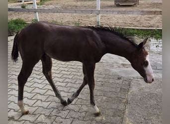 American Quarter Horse, Hengst, Fohlen (04/2026), 150 cm, Dunkelbrauner