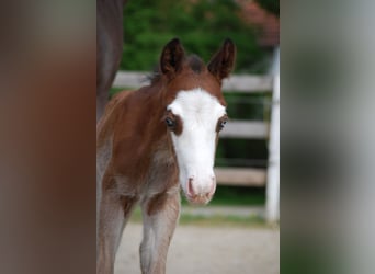 American Quarter Horse, Hengst, Fohlen (04/2026), 150 cm, Dunkelbrauner