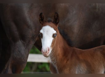 American Quarter Horse, Hengst, Fohlen (04/2026), 150 cm, Dunkelbrauner