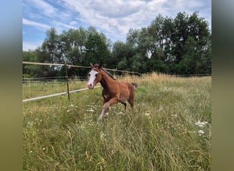 American Quarter Horse, Hengst, Fohlen (04/2026), 150 cm, Dunkelbrauner