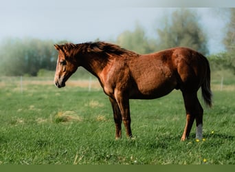 American Quarter Horse, Hengst, Fohlen (01/2026), 150 cm, Dunkelfuchs