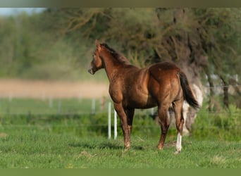 American Quarter Horse, Hengst, Fohlen (01/2026), 150 cm, Dunkelfuchs