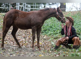 American Quarter Horse, Hengst, Fohlen (03/2025), 150 cm, Dunkelfuchs
