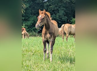 American Quarter Horse, Hengst, Fohlen (04/2026), 150 cm, Dunkelfuchs