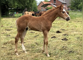 American Quarter Horse, Hengst, Fohlen (04/2026), 150 cm, Fuchs