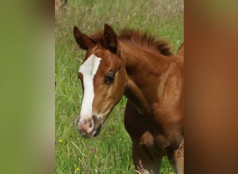 American Quarter Horse, Hengst, Fohlen (04/2026), 150 cm, Fuchs