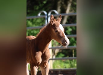 American Quarter Horse, Hengst, Fohlen (04/2026), 150 cm, Fuchs