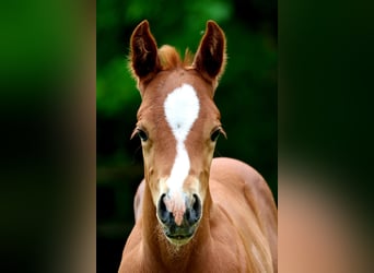 American Quarter Horse, Hengst, Fohlen (04/2026), 150 cm, Fuchs