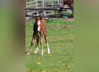 American Quarter Horse, Hengst, Fohlen (04/2026), 150 cm, Fuchs