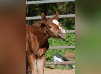 American Quarter Horse, Hengst, Fohlen (04/2026), 150 cm, Fuchs