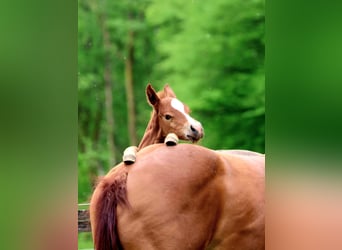 American Quarter Horse, Hengst, Fohlen (04/2026), 150 cm, Fuchs