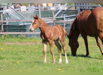 American Quarter Horse, Hengst, Fohlen (04/2026), 150 cm, Fuchs