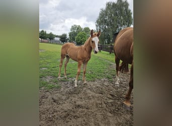 American Quarter Horse, Hengst, Fohlen (05/2026), 150 cm, Fuchs