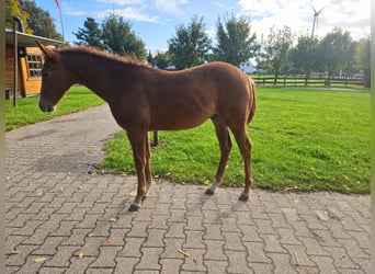 American Quarter Horse, Hengst, Fohlen (05/2026), 150 cm, Fuchs