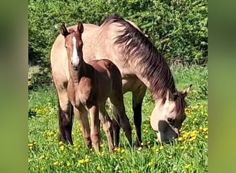 American Quarter Horse, Hengst, , 150 cm, Fuchs