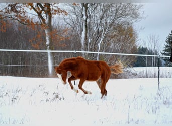 American Quarter Horse, Hengst, Fohlen (04/2023), 150 cm, Fuchs