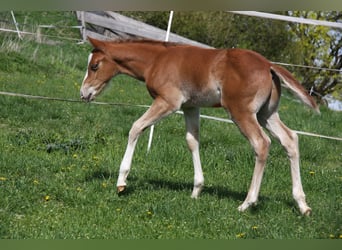 American Quarter Horse, Hengst, Fohlen (03/2023), 150 cm, Fuchs