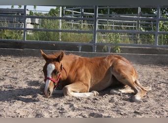American Quarter Horse, Hengst, Fohlen (03/2023), 150 cm, Fuchs