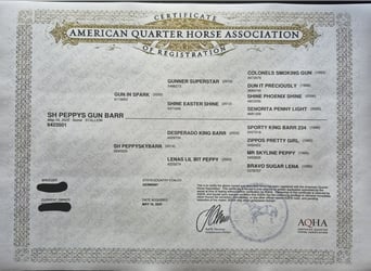 American Quarter Horse, Hengst, Fohlen (05/2025), 150 cm, Fuchs