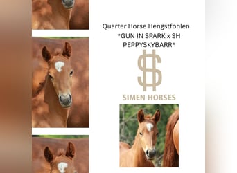 American Quarter Horse, Hengst, , 150 cm, Fuchs