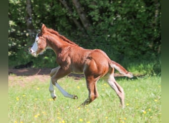 American Quarter Horse, Hengst, Fohlen (04/2026), 150 cm, Fuchs