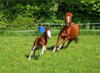 American Quarter Horse, Hengst, Fohlen (04/2026), 150 cm, Fuchs