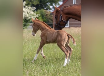 American Quarter Horse, Hengst, Fohlen (05/2025), 150 cm, Fuchs