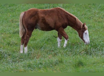 American Quarter Horse, Hengst, Fohlen (04/2024), 150 cm, Fuchs