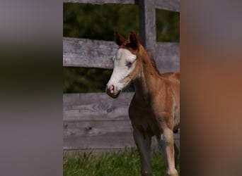 American Quarter Horse, Hengst, Fohlen (04/2024), 150 cm, Fuchs