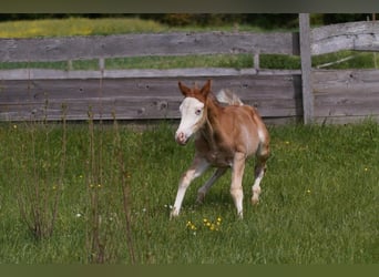 American Quarter Horse, Hengst, Fohlen (04/2024), 150 cm, Fuchs