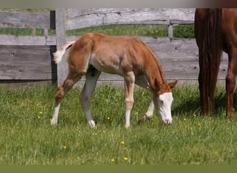 American Quarter Horse, Hengst, Fohlen (04/2024), 150 cm, Fuchs