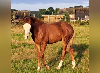 American Quarter Horse, Hengst, Fohlen (04/2023), 150 cm, Fuchs