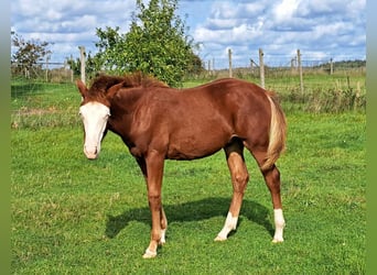 American Quarter Horse, Hengst, Fohlen (04/2023), 150 cm, Fuchs