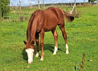 American Quarter Horse, Hengst, Fohlen (04/2023), 150 cm, Fuchs