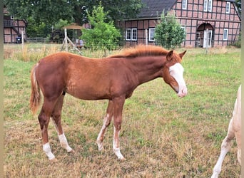 American Quarter Horse, Hengst, Fohlen (04/2023), 150 cm, Fuchs