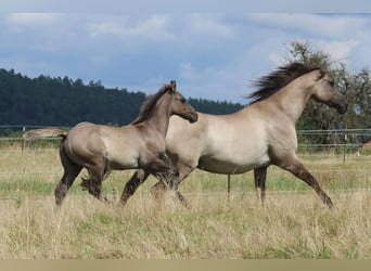 American Quarter Horse, Hengst, , 150 cm, Grullo