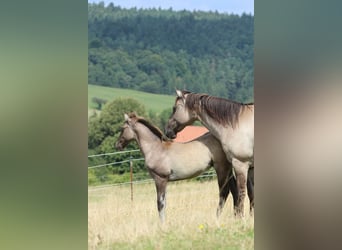 American Quarter Horse, Hengst, , 150 cm, Grullo