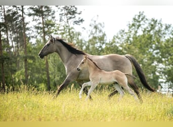 American Quarter Horse, Hengst, Fohlen (04/2024), 150 cm, Grullo