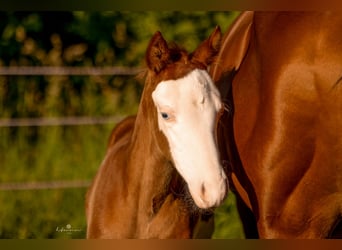 American Quarter Horse, Hengst, Fohlen (06/2026), 150 cm, Overo-alle-Farben