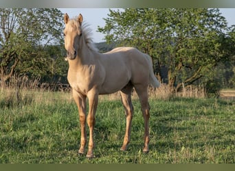 American Quarter Horse, Hengst, Fohlen (04/2023), 150 cm, Palomino