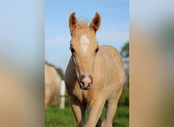 American Quarter Horse, Hengst, , 150 cm, Palomino