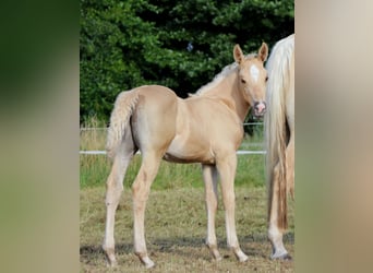 American Quarter Horse, Hengst, , 150 cm, Palomino