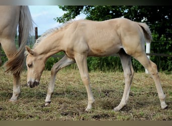 American Quarter Horse, Hengst, , 150 cm, Palomino