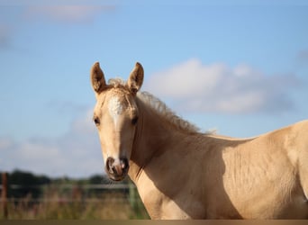 American Quarter Horse, Hengst, , 150 cm, Palomino